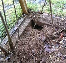 Check your feed bags and treat bags bags frequently for small holes, or better yet, keep them in steel containers to keep out rodents! Keeping Rats Out Of Chicken Coop Best Guide For Beginners