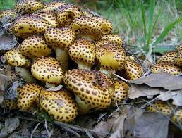 Pholiota Jahnii Ii Mushroom Fungi Stuffed Mushrooms Morel Mushroom