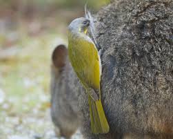 Bird Mites In Hair A Yellow Throated Honeyeater Lichenostomus Flavicollis Stealing Hair From A Tasmanian Pademelon Thylogale B Birds Of Australia Bird Species Australian Birds