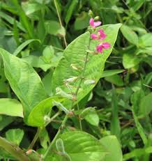 Image result for Pseudarthria