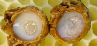 فوائد غذاء الملكات للوجه موضوع