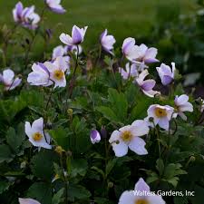Image result for Anemone transvaalensis