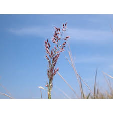 Image result for Tricholaena