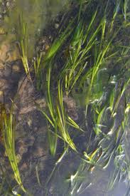 Image result for Zosteraceae