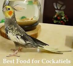 5 Best Food For Cockatiels Types Of Diet 2019 Cockatielreview