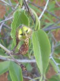 Image result for Ceropegia lugardiae
