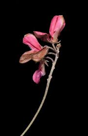 Image result for Indigofera hedyantha
