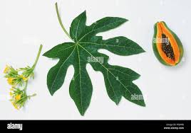 Image result for Carica papaya