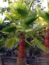 Image result for Washingtonia