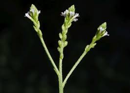Image result for Verbena officinalis