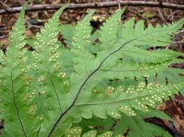 Image result for Tectaria fernandensis