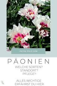 Tipps Vom Pfingstrosengartner Fur Deinen Garten Pfingstrosen Pflanzen Pflanzen Pfingstrosen