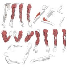 The sacrum bone is almost always noticeable, no matter what the body type. Male Arm Muscles Drawing Reference Novocom Top