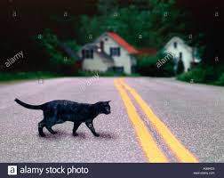 Black Cat Crossing Road High Resolution Stock Photography And Images Alamy