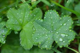 Image result for Alchemilla johnstonii