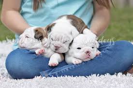 Jul 16, 2021 · the cost to buy a french bulldog varies greatly and depends on many factors such as the breeders' location, reputation, litter size, lineage of the puppy, breed popularity (supply and demand), training, socialization efforts, breed lines and much more. What To Expect Simpkins Southern Bulldogs