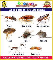 Our quality pest control services, and our diligence for our customers has kept us the #1 pest control company in fresno. Facebook