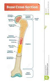 Start studying cross section of long bone. Vector Illustration Scheme Of Bone Cross Section Diagram With Articular Cartilage Marrow Medullary Cavi Anatomy Bones Human Bones Anatomy Human Body Anatomy