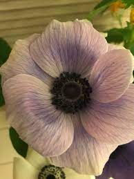 Anemone Great Vase Life Over A Week Anemone Plants My Flower