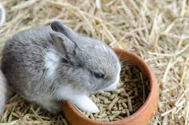 What To Consider When Adopting A Pet Bunny Rabbit