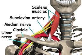 Arms Fall Asleep At Night Check The Scalenes The Center For Total Back Care