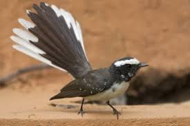 Black Bird With Long Tail India White Browed Fantail From India East To Vietnam Sri Lanka Myanmar Thailand Cambodia Laos Beautiful Birds Bird Species Birds