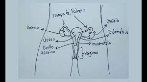 Maybe you would like to learn more about one of these? Dibujos Del Cuerpo Humano 6 8 Como Dibujar El Aparato Reproductor Femenino Anatomia Youtube