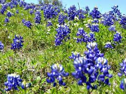 Maybe you would like to learn more about one of these? 12 Best Places For Texas Bluebonnets In 2021 Travelingmom
