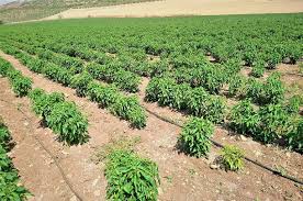 Here are seven reasons why: Growing Peppers For Profit Pepper And Chilies Farming Wikifarmer