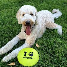Rolling Around In The Grass Is What Spring Is All About Photo Credit Civyl Toy Puppies Dogs And Puppies Cute Dogs