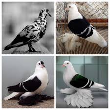 Black And White Birds In Southern California Black White Pigeons Pigeon Pictures Pigeon Loft Pigeon Breeds
