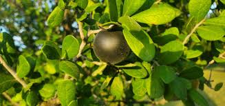 Image result for Diospyros batocana
