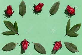 We did not find results for: Pattern Of Fresh Hibiscus Flower And Leaves On Pastel Green Paper Stock Photo Picture And Royalty Free Image Image 158992495