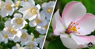 Position the stakes before planting so you don't accidentally drive them through. List Of Flower Names From A To Z Gardening Channel