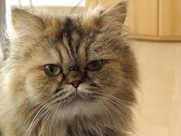 Recognized by the cat fancy since the late 19th century, it was developed first by the english. Different Varieties And Features Of Persian Long Hair Cats Howdy Pets