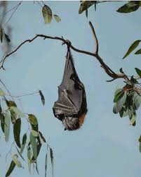 Image result for Droogmansia pteropus