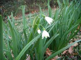 Bertie mcintosh] i was born in a cloud now i am falling i want you to catch me look up and you'll see me you know you can hear me. Snowflake Plant Care How To Grow Snowflake Bulbs