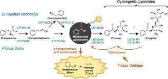 This protocol is effective at getting rid of cancer cells. Plantae Setting And Diffusing The Cyanide Bomb In Plant Defense Plantae