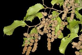 Image result for Homalium dentatum