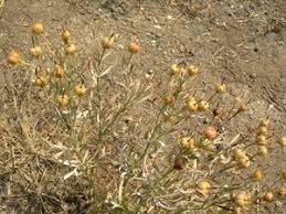 Image result for Zygophyllaceae