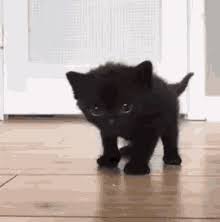 Geburtstagswünsche gif whatsapp geburtstag animation. Katze Gifs Tenor