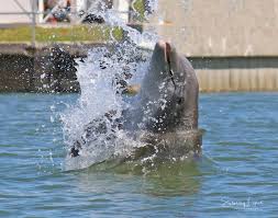 Those that are killed are sold for their meat at about $500 to $600 a head. Daytona Beach Dolphin Manatee Boat Tours Ponce Inlet Watersports