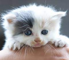 yavru kedi satin al kedi hayvanlari blog