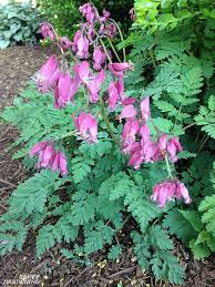 We did not find results for: Shade Loving Perennial Flowers 15 Beautiful Choices For Your Garden