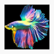 Rainbow Halfmoon Betta Pet Fish Poster By Catxel Redbubble In 2020 Pet Fish Betta Fish Types Betta Fish Tank