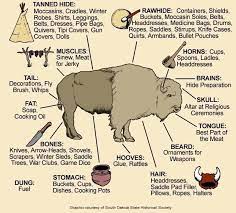 Uses Of The Buffalo Native American Studies Native American History Native Americans Unit
