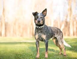 It was reclassified to the herding group in 1983. Australian Cattle Dog