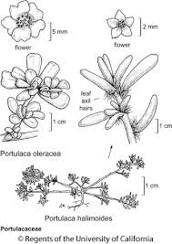 Image result for Portulaca oleracea