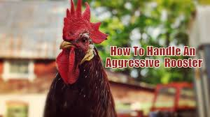 How To Handle An Aggressive Rooster Rooster Chickens Backyard Raising Backyard Chickens
