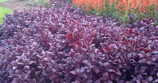 Little ruby offers an alternative to traditional blooming bedding plants. Little Ruby Alternanthera Warm Season Bedding Plant